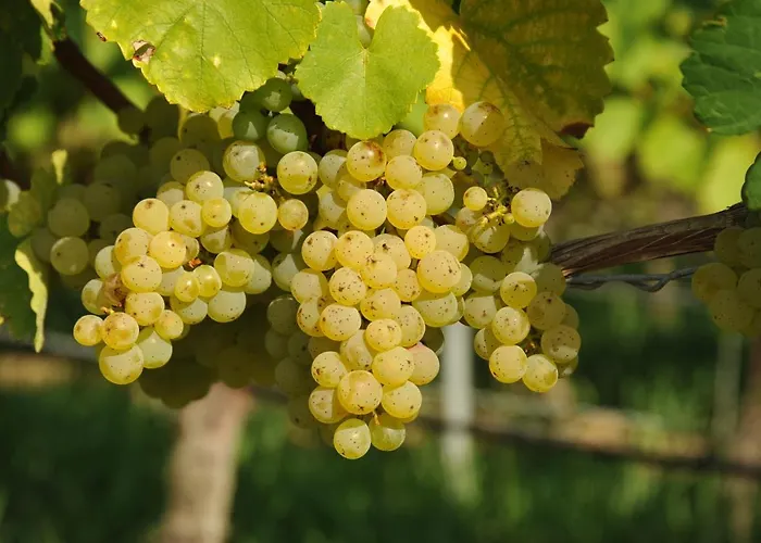 Tonart - Modern & Stilvoll Im Weinort Sommerach