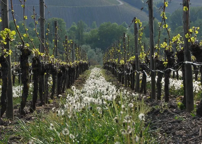 Lejlighed Tonart - Modern & Stilvoll Im Weinort *
