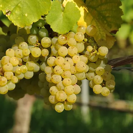 Tonart - Modern & Stilvoll Im Weinort Sommerach